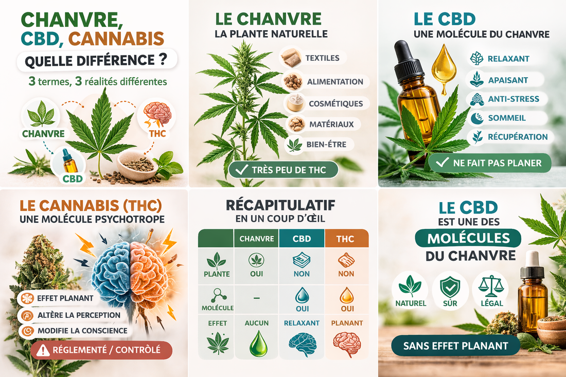 Chanvre, CBD, Cannabis : quelle différence ?